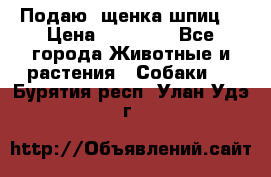 Подаю. щенка шпиц  › Цена ­ 27 000 - Все города Животные и растения » Собаки   . Бурятия респ.,Улан-Удэ г.